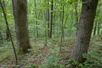 Piedmont Acidic Oak - Hickory Forest – CEGL008475