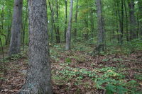 Central Appalachian Acidic Oak - Hickory Forest – CEGL008515