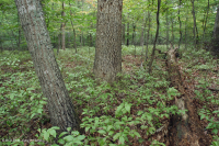 Piedmont / Central Appalachian Mixed Oak / Heath Forest – CEGL008521