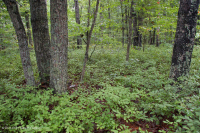 Piedmont / Central Appalachian Mixed Oak / Heath Forest – CEGL008521