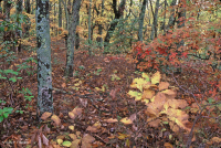 Central Appalachian / Inner Piedmont Chestnut Oak Forest – CEGL006299