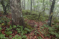 Central Appalachian / Inner Piedmont Chestnut Oak Forest – CEGL006299