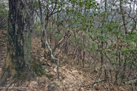 Chestnut Oak / Catawba Rhododendron Forest – CEGL008524