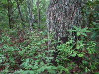 Southern Appalachian Chestnut Oak Forest – CEGL006271