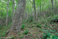 Southern Appalachian Chestnut Oak Forest – CEGL006271