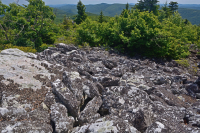 Central Appalachian High-Elevation Acidic Nonvascular Boulderfield - CEGL004389