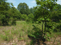 Acidic Oak-Hickory Woodland / Savanna – CEGL003722