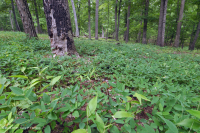 Acidic Oak-Hickory Woodland / Savanna – CEGL003722