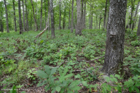 Basic Oak-Hickory Woodland / Savanna – CEGL003721