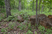 Basic Oak-Hickory Woodland / Savanna – CEGL003721