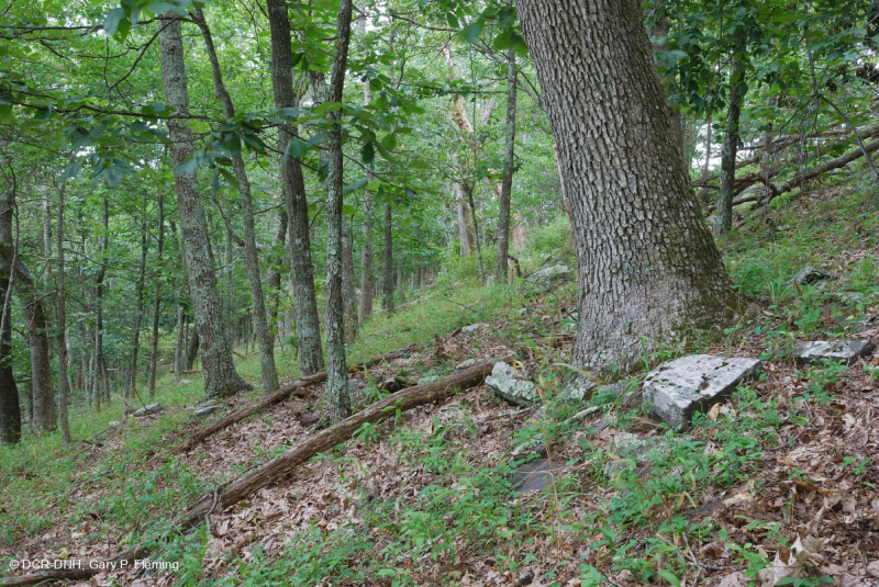 Central Appalachian Montane Oak - Hickory Forest (Acidic Type) – CEGL008516
