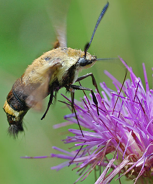 Bee on thistle photo