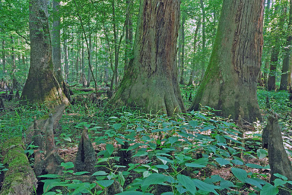 Dendron Swamp Natural Area Preserve