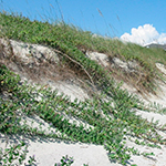 Beach Vitex (Vitex rotundifolia)