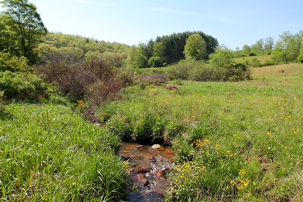 photo of Chestnut Creek Wetland Natural Area Preserve