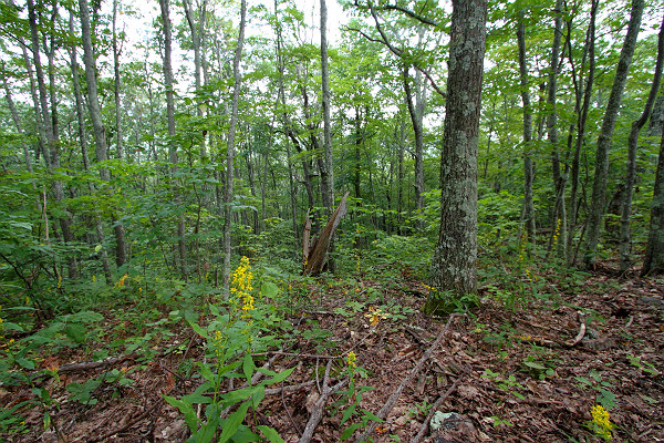Photo of Chestnut Ridge Natural Area Preserve