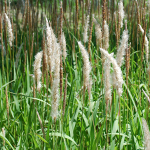 Cogon Grass (Imperata cylindrica)