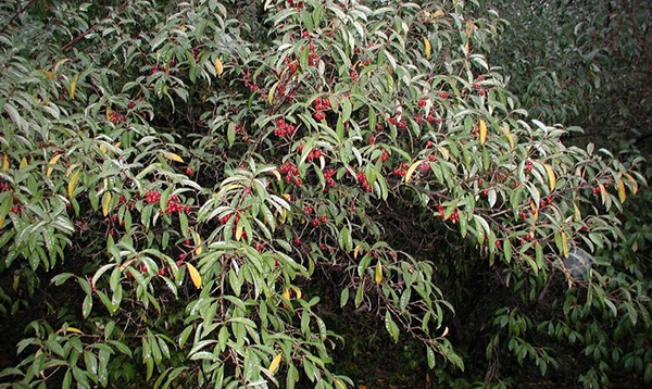 Invasive plant species such as the autumn olive (<em>Elaeagnus umbellate</em>) spread with ease, thanks to their ability to disperse fruits readily. Photo by Leslie J. Mehrhoff, University of Connecticut, Bugwood.org. slide show