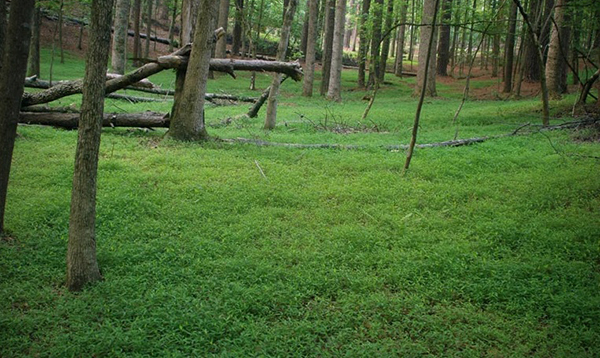 Japanese stiltgrass (<em>Microstegium vimineum</em>) is known to invade undisturbed natural communities and alter ecosystems in Virginia. Photo by Chris Evans, Illinois Wildlife Action Plan, Bugwood.org. slide show