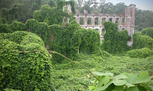 Kudzu (<em>Pueraria montana var. lobata</em>) is a common sight in the South, where it has overtaken native plant species - and eventually entire landscapes. Photo by Johnny Randall, North Carolina Botanical Garden, Bugwood.org. slide show