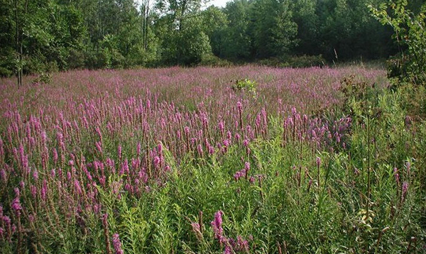 Purple loosestrife (<em>Lythrum salicaria</em>) isn't pretty. This European native has taken over wetlands up and down the American East Coast, altering the ecosystems in its path. Leslie J. Mehrhoff, University of Connecticut, Bugwood.org. slide show