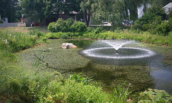 Invasive plant species such as hydrilla (<em>Hydrilla verticillata</em>) have proven difficult to control in their non-native habitats. Photo by Leslie J. Mehrhoff, University of Connecticut, Bugwood.org. slide show