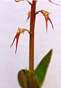 Listera australis, southern twayblade