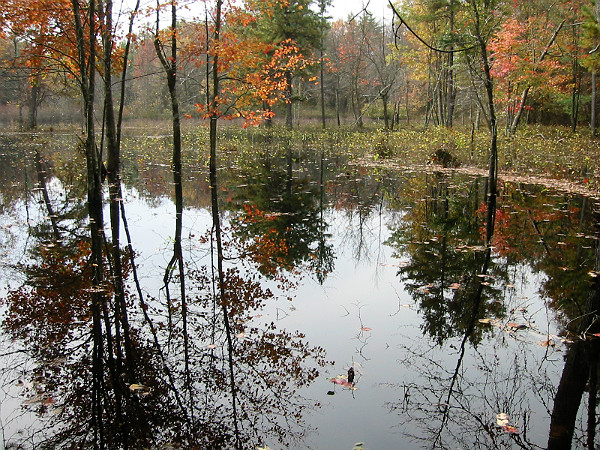 Mount Joy Pond Natural Area Preserve