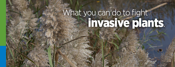 Fight Invasive Plants