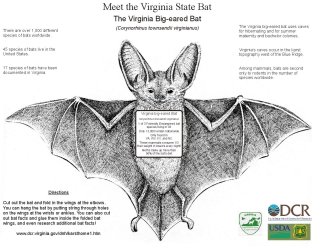 image of VA state bat
