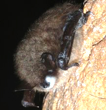 bat with white nose