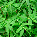 Wavyleaf Grass (Oplismenus undulatifolius)