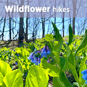 Wildflower hikes