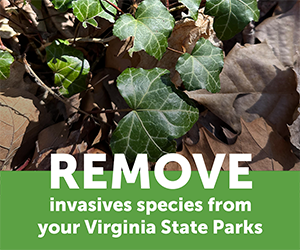 Remove invasive species