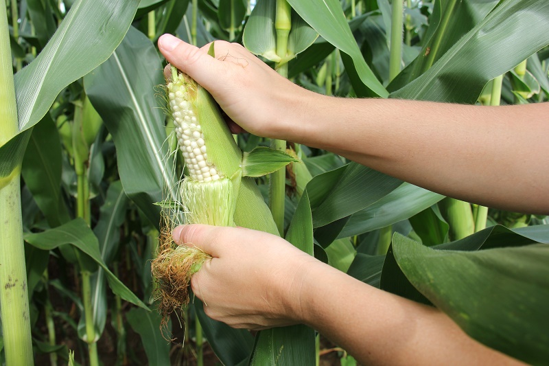 Hand holding corn