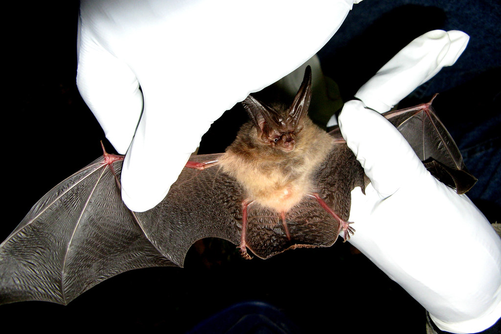 virginia big-eared bat by JH fagan