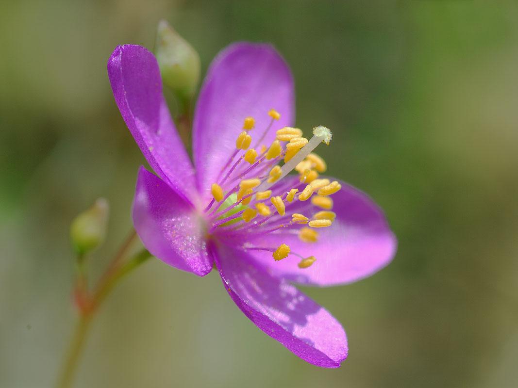 Virginia native plant the Piedmont fameflower, a hot pink flowering bud