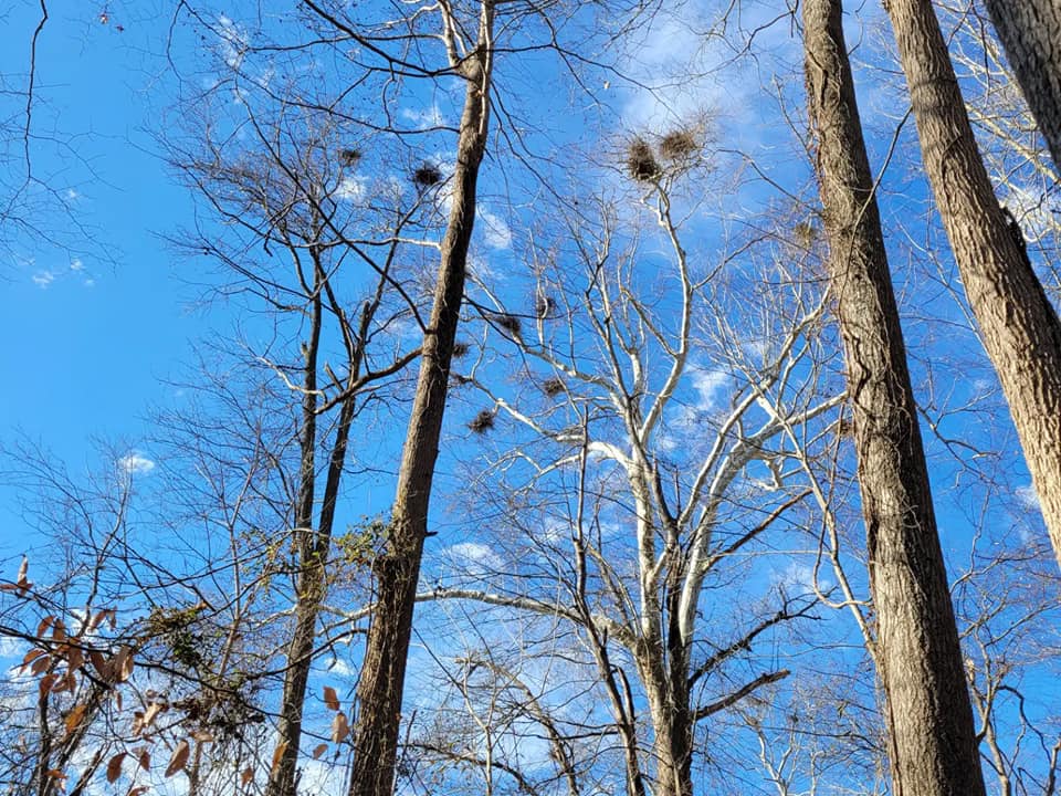 View looking up at the top of tall Sycamore trees with Heron nests clearly throughout the branches.