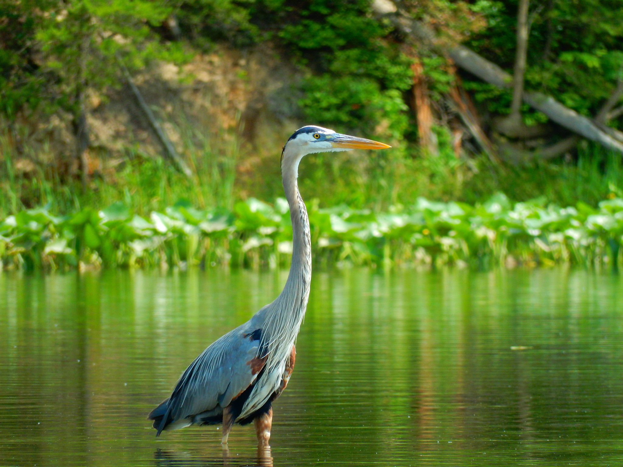A Great Blue Heron standing in the marshy waters at Mason Neck State Park with bright greenery foliage in the background.