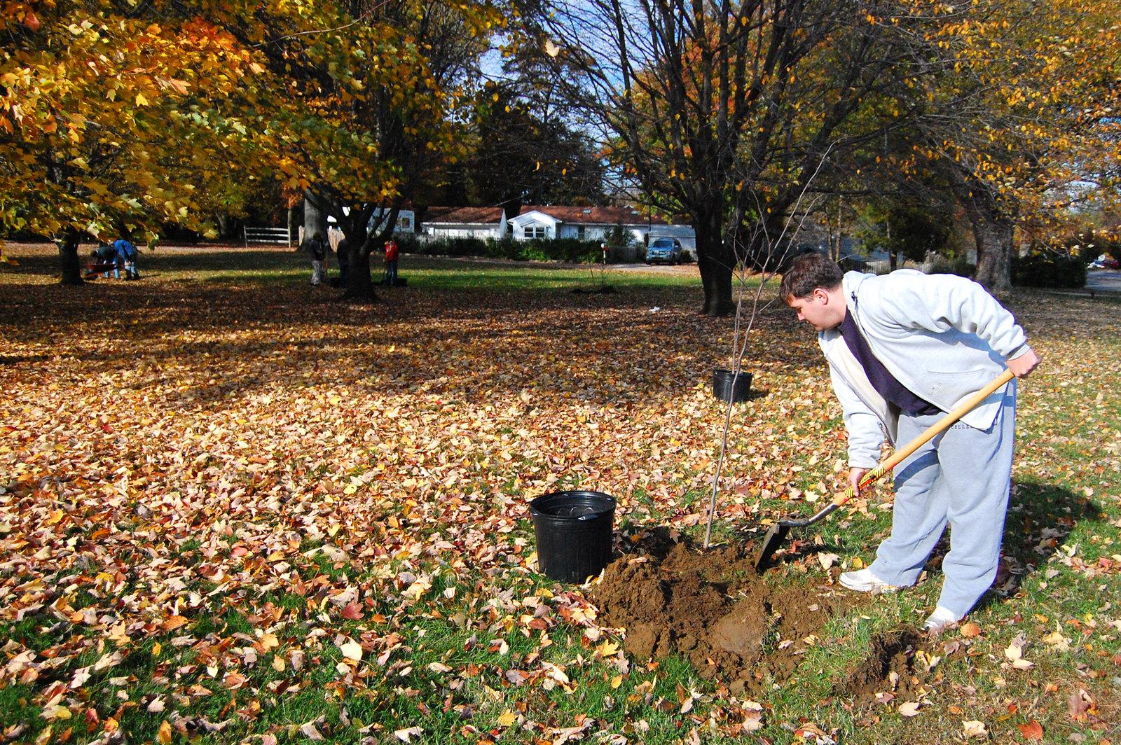 Volunteer digging a hole to plant a tree during fall, leaves covering the ground. 