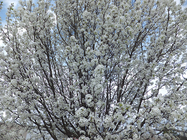 Bradford Pear tree