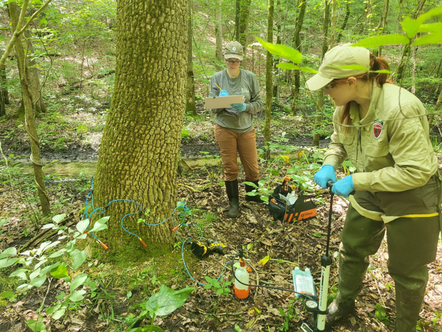 Photograph of Virginia State Parks and Virginia Department of Forestry staff injecting tree with insecticides to protect it.