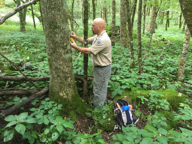 Photograph of Virginia State Parks resource manager releasing a vial of wasps on a tree to protect it.