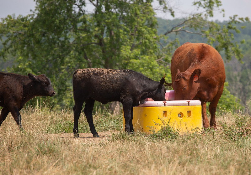 Cattle at Bellevue Farm
