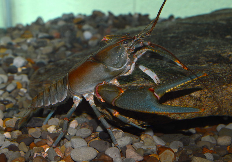 Photo credit: Big Sandy Crayfish, Public Domain, Zachary Loughman, West Liberty University
