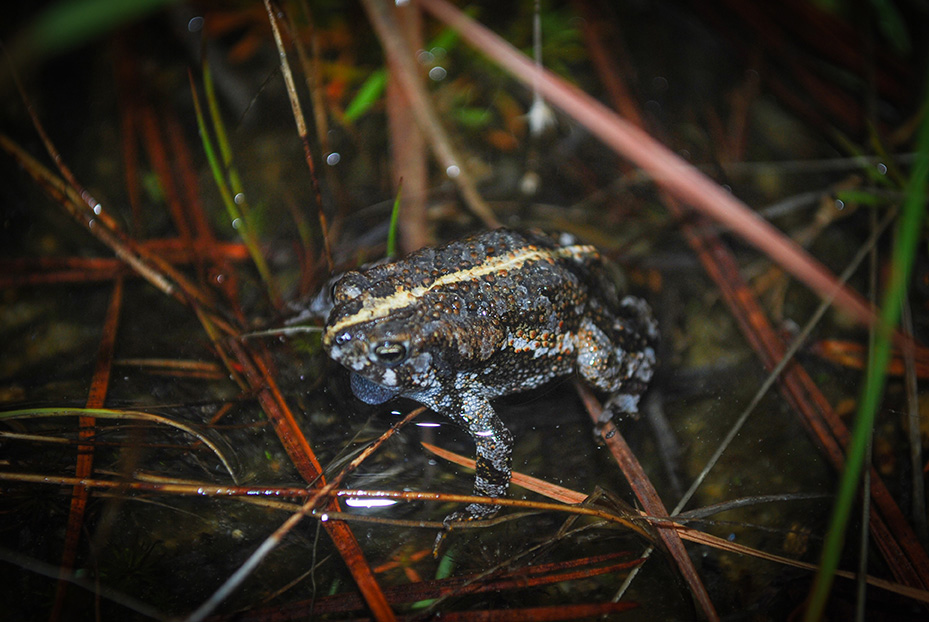 oak toad. photo by dr steven m roble