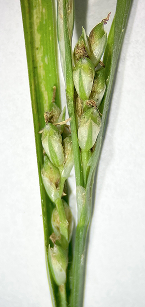 Necklace spike sedge - Carex ormostachya