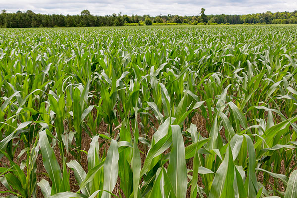 A field of corn with continuous cover 