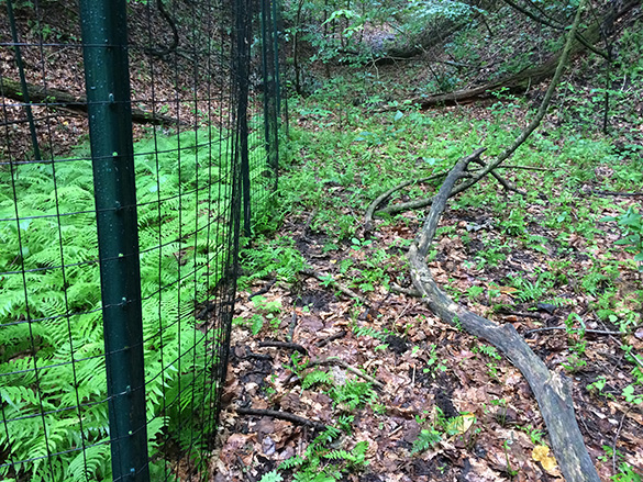 Glade fern behind a fence showing normal growth after protection from deer with over-browsed glade fern on the right.