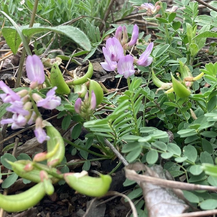 As the name implies, Ozark milkvetch (Astragalus distortus var. distortus) is predominantly distributed far to the west of Virginia in the Ozarks region.